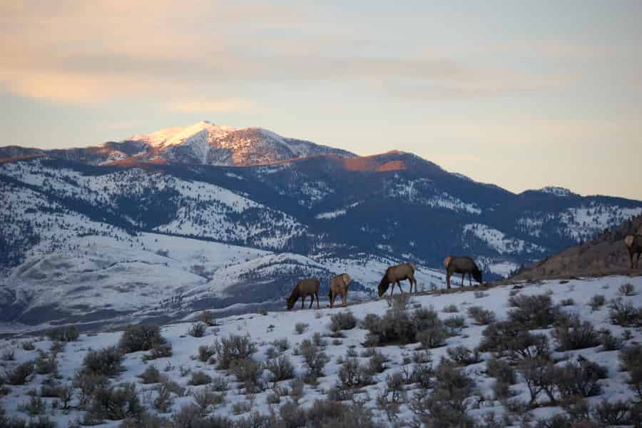 Von Big Sky und Bozeman: Yellowstone Winter-Wildtiertour. Foto: GetYourGuide