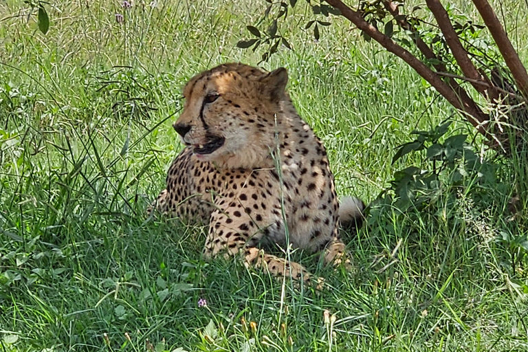 Nashorn- und Löwenpark (Safari) und Wiege (Maropeng Museum)Private Tour