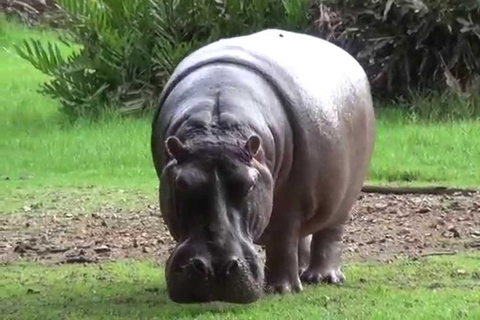 Mombasa: tour giornaliero alla scoperta e Haller Park