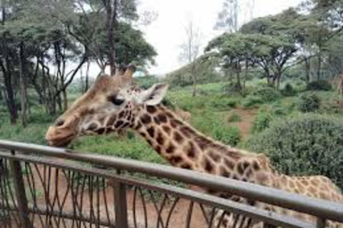 3-Days: Nairobi Safari and Maji Moto Cultural Experience