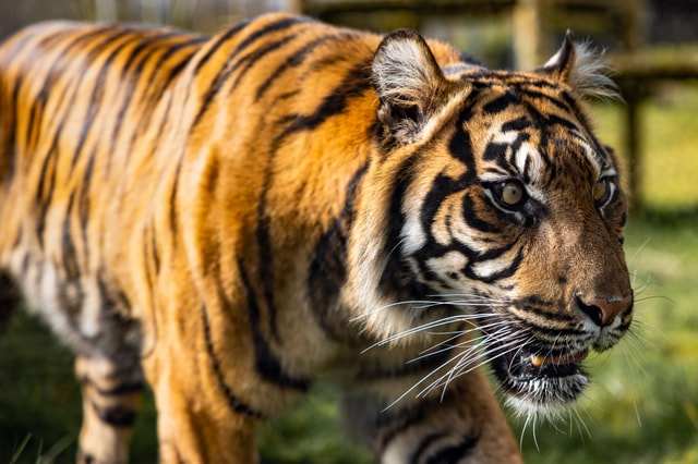 Leicestershire: Twycross Dierentuin Entreebewijs