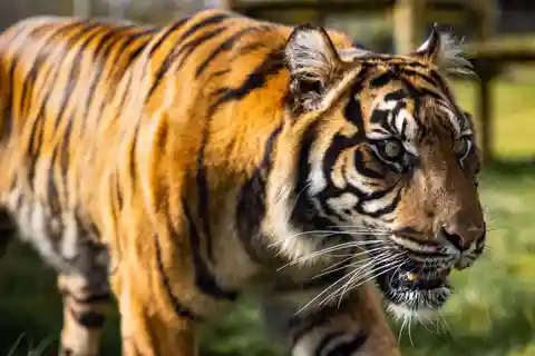 Leicestershire: Twycross Zoo Eintrittskarte