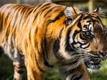 Leicestershire : Billet d'entrée pour le zoo de Twycross