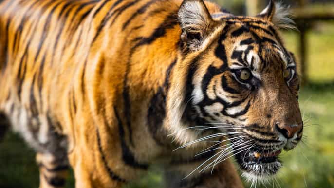 Leicestershire Entrada al zoo de Twycross