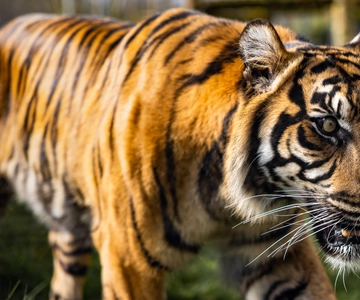 Leicestershire: Indgangsbillet til Twycross Zoo