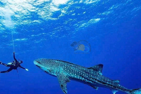 From Zanzibar Mafia Island Whale Shark Adventure with Flight