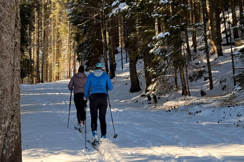 Slovenia: Nordic Backcountry Skiing Adventure Pokljuka: Zajavornik Alpine Meadow