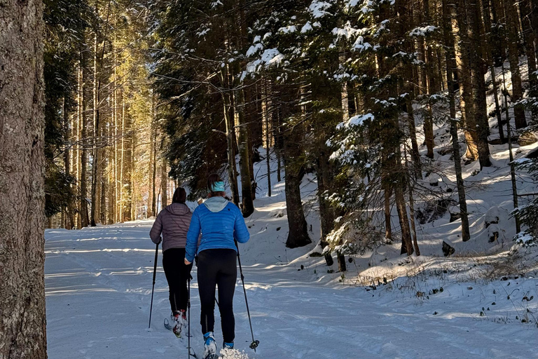 Slovenia: Nordic Backcountry Skiing Adventure Pokljuka: Zajavornik Alpine Meadow