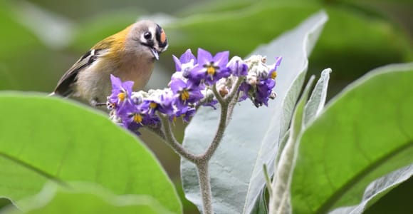 Madeira: Birdwatching - The Endemics