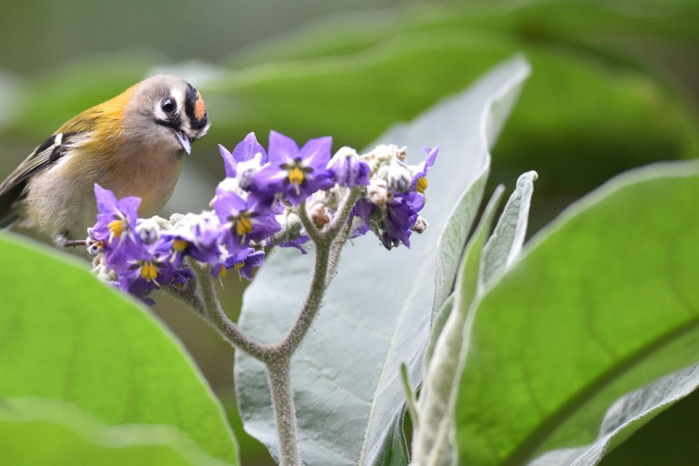 Madeira: Birdwatching - The Endemics