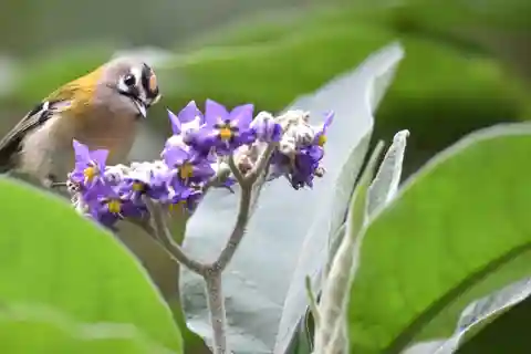 Madeira: Birdwatching - The Endemics