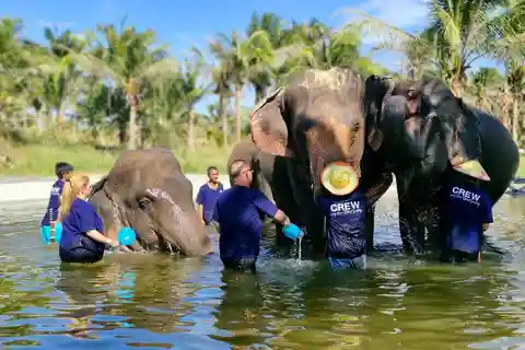 Bangkok: Olifantenopvang en Khao Kheow Open Zoo Tour