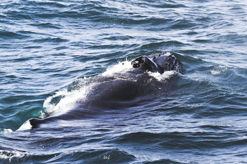 Whale Watching from Akureyri Cruise Port (Pickup included)