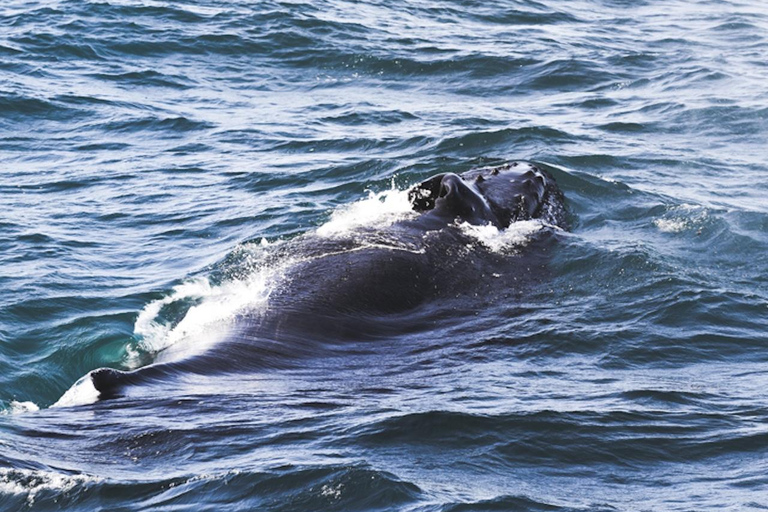 Whale Watching from Akureyri Cruise Port (Pickup included)