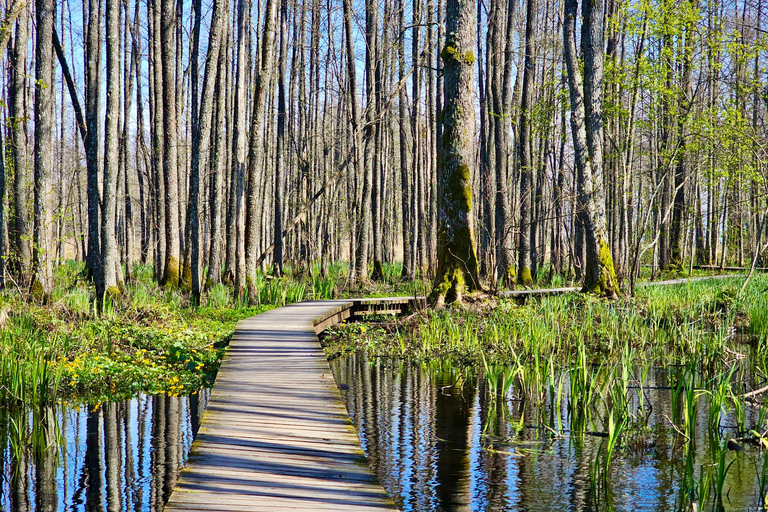 Great Ķemeri Bog & Swamp Forest Hiking Adventure Shared group tour