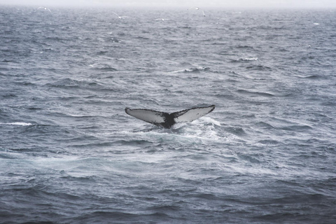 Whale Watching from Akureyri - Small Group Tour (Hjalteyri)