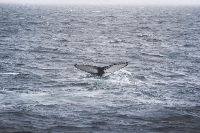 Whale Watching from Akureyri - Small Group Tour (Hjalteyri)