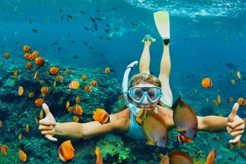 Excursão de mergulho ou snorkeling na Ilha Cham a partir de Da Nang/Hoi AnTour particular e opção de mergulho