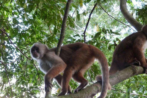 Jungle de Tambopata | Lac Sandoval + Île aux singes 4J/3N