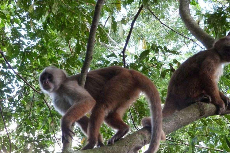 Ilha dos Macacos + Lago Sandoval 2D/1N