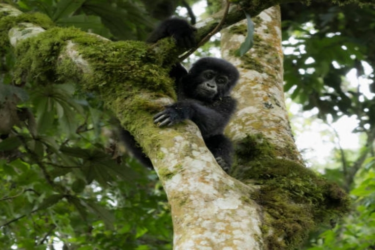 Kampala: Encuentro con Gorilas y Experiencia de Vida Salvaje