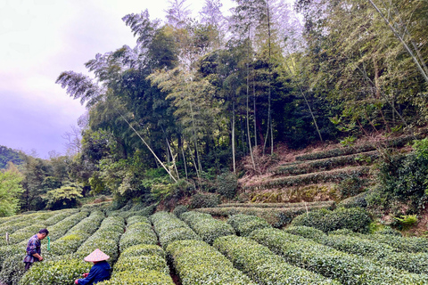 Hangzhou: UNESCO Tea Culture Experience – Hand Fry & Taste