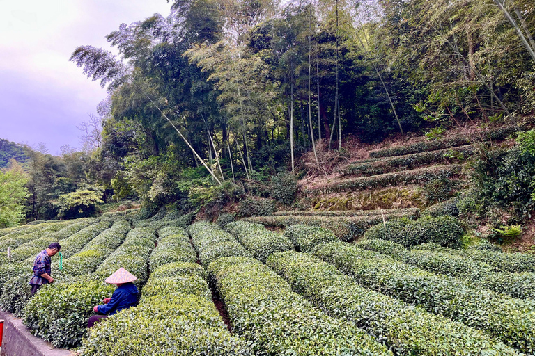 Hangzhou: UNESCO Tea Culture Experience – Hand Fry & Taste