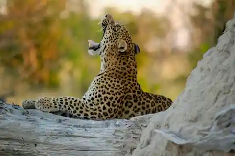 Yala FULL DAY safari: (12 hours) tour with breakfast & lunch