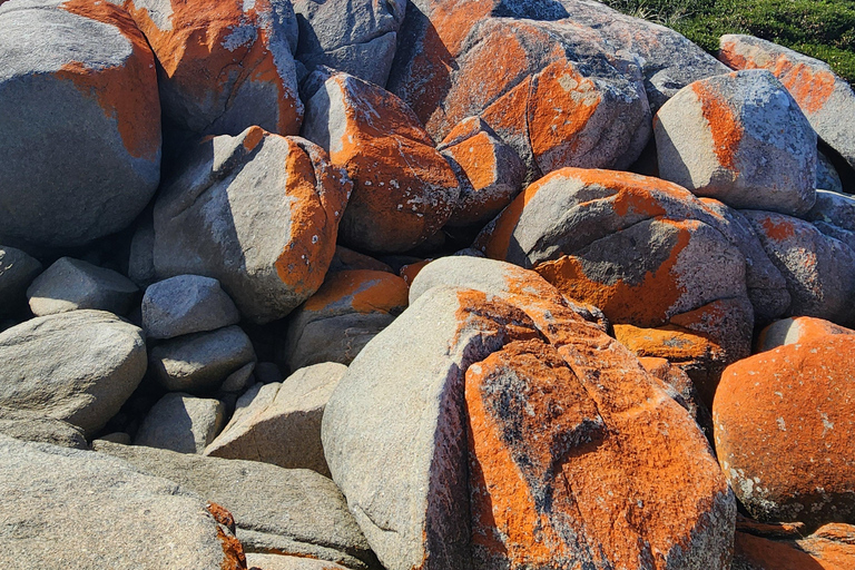 Launceston: Bay of Fires Tour with Bridestowe Lavender Farm