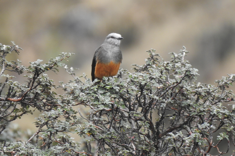 Cuenca: Birdwatching Tour in Cajas National Park with an expert guide Cuenca: Birdwatching Tour in Cajas National Park with an Expert Guide