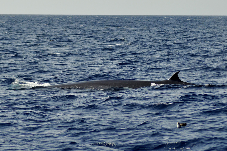 Fuerteventura: Catamarán navegación vela. Máximo 10 personasHappy Day Tour