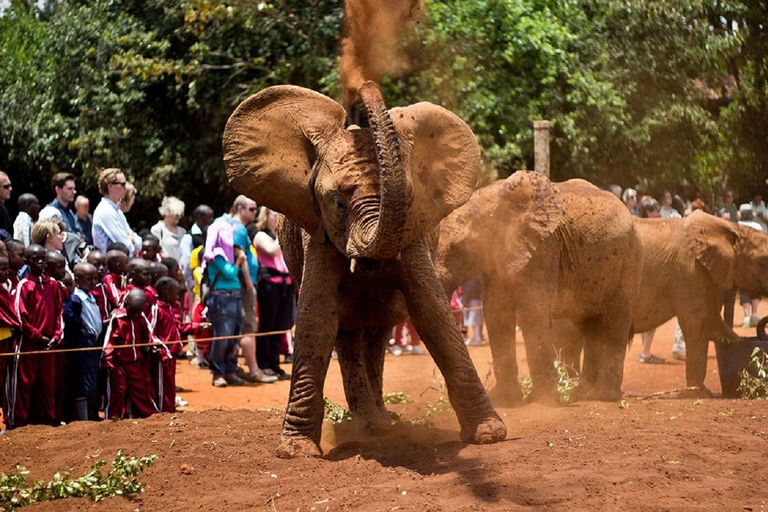 Excursão de meio dia Giraffe Center e Sheldrick Wildlife Trust