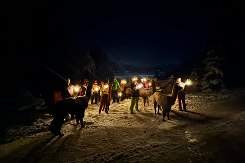 Guided llamawalk with a traditional, homemade cheesefondue