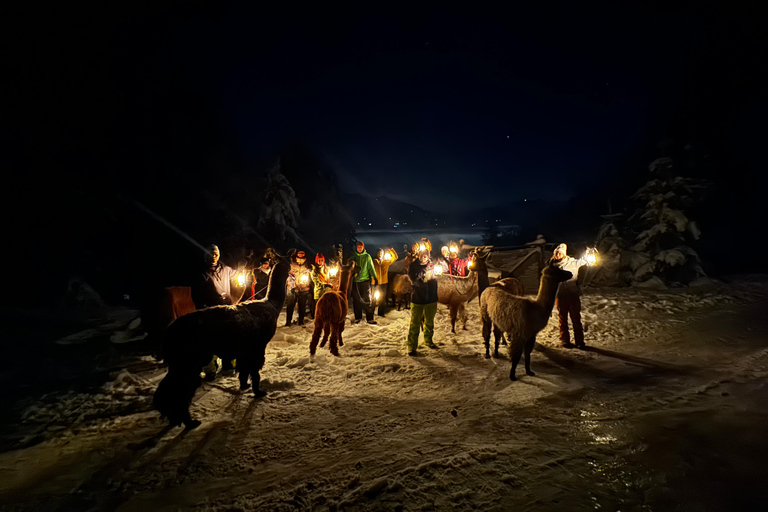 Guided llamawalk with a traditional, homemade cheesefondue