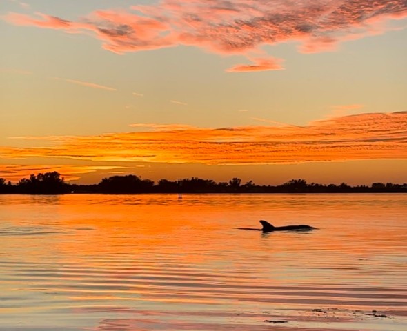 Visit Anna Maria Island and Bradenton Sunset Kayak Dolphin Tour in Sarasota