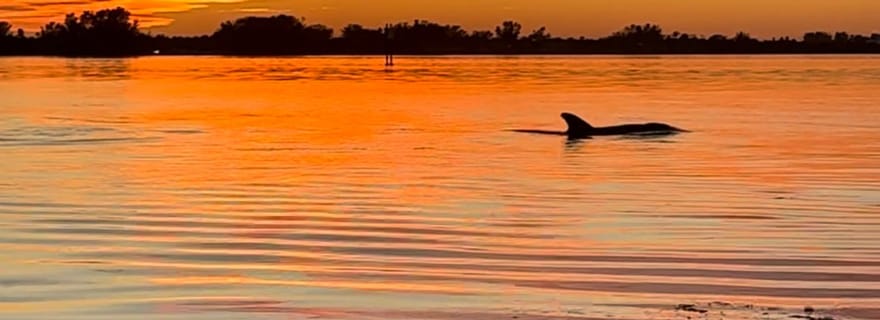 Anna Maria Island et Bradenton : Excursion en kayak au coucher du soleil à la rencontre des dauphins