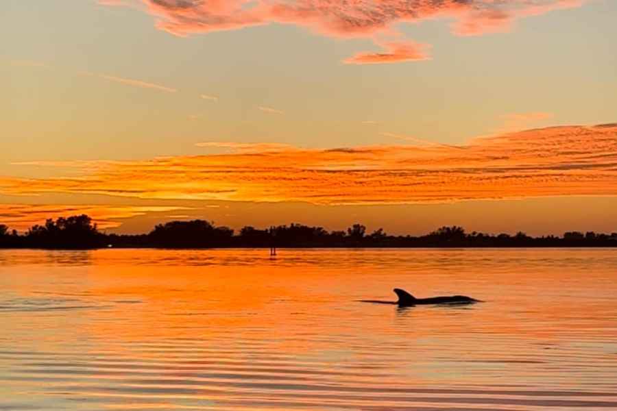 Kajak-Delphin-Tour bei Sonnenuntergang auf Anna Maria Island und Bradenton. Foto: GetYourGuide