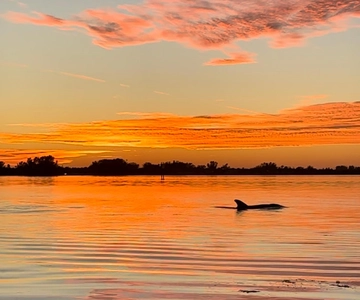 Anna Maria Island and Bradenton: Sunset Kayak Dolphin Tour