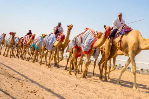多哈：沙漠私人之旅（含骆驼骑乘体验和茶）
