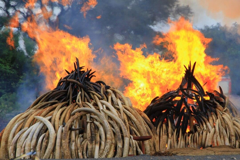 L'orphelinat des éléphants et le parc national de Nairobi.