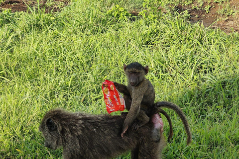 From Entebbe: 3-Days Uganda wildlife &chimpanzee trek Safari