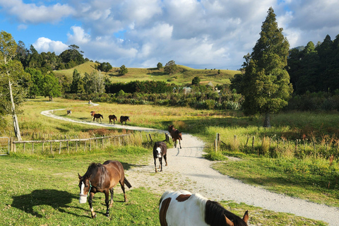 Auckland: Honey Center, Horse Riding & Sheep World Tour