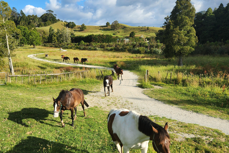 Auckland: Honey Center, Horse Riding & Sheep World Tour