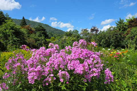 From Seoul: Garden of Morning Calm Day Tour by train