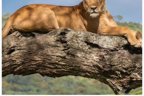 Arusza: 4-dniowe safari nad jeziorem Manyara, Serengeti, Ngorongoro