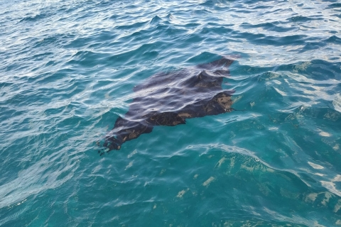 Vanuit Lembongan: Snorkelen bij Manta Bay, Gamat en Crystal