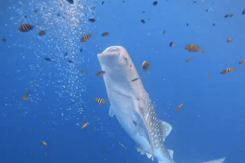 Boracay Whale Shark Watching, ATV, and Zipline with Transfer