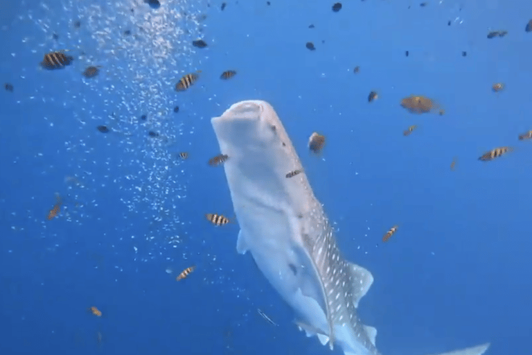 Boracay Whale Shark Watching, ATV, and Zipline with Transfer