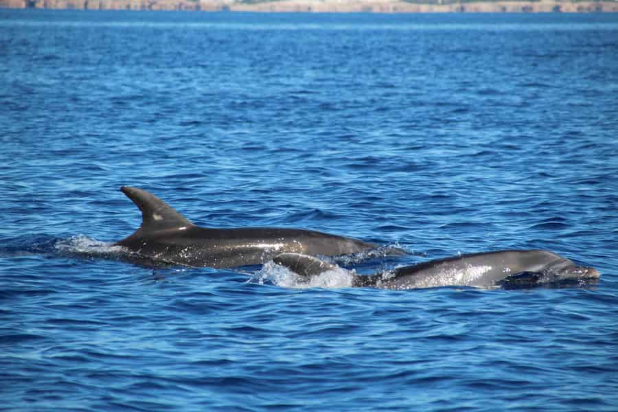 Cala d'Or: Delfin-Sightseeing-Tour mit Beobachtung. Foto: GetYourGuide