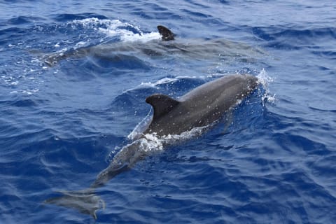 PALMA CRUISES: Delfinbeobachtung am Morgen